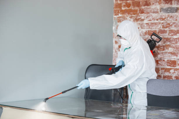 Trusted Pine Air, FL Mold Removal & Remediation Experts